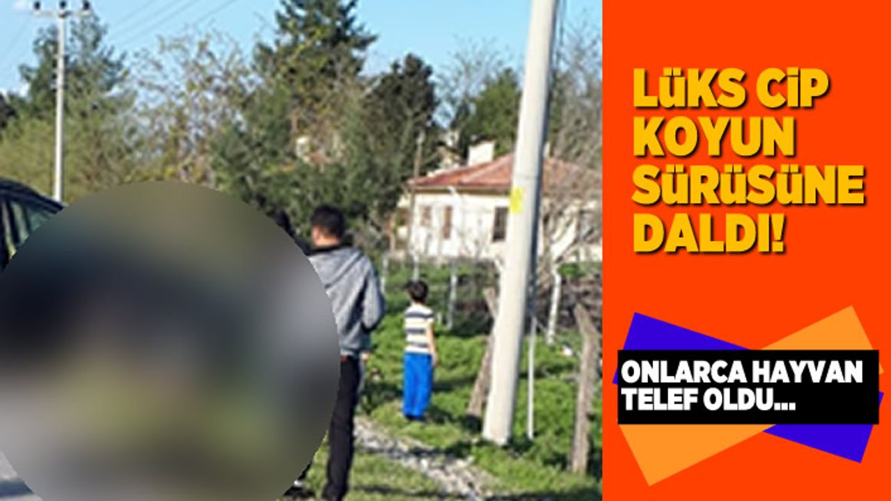 Lüks cip koyun sürüsüne daldı! Onlarca hayvan telef oldu...