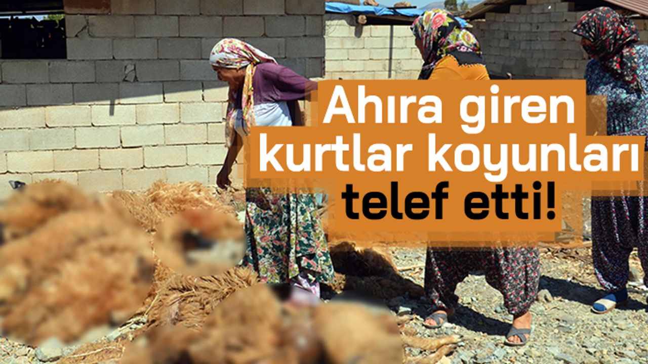 Ahıra giren kurtlar koyunları telef etti!