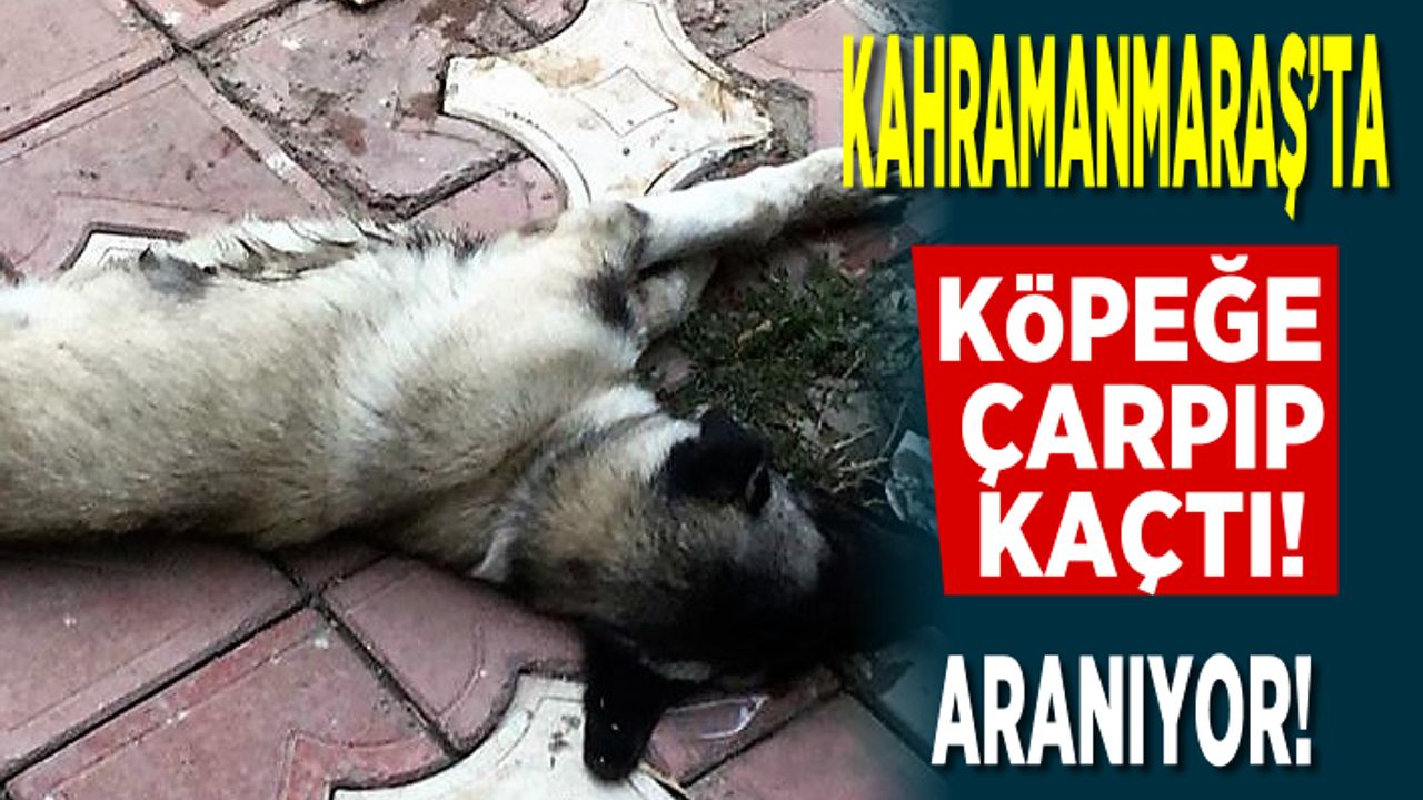 Kahramanmaraş'ta köpeğe çarpıp kaçtı... aranıyor!