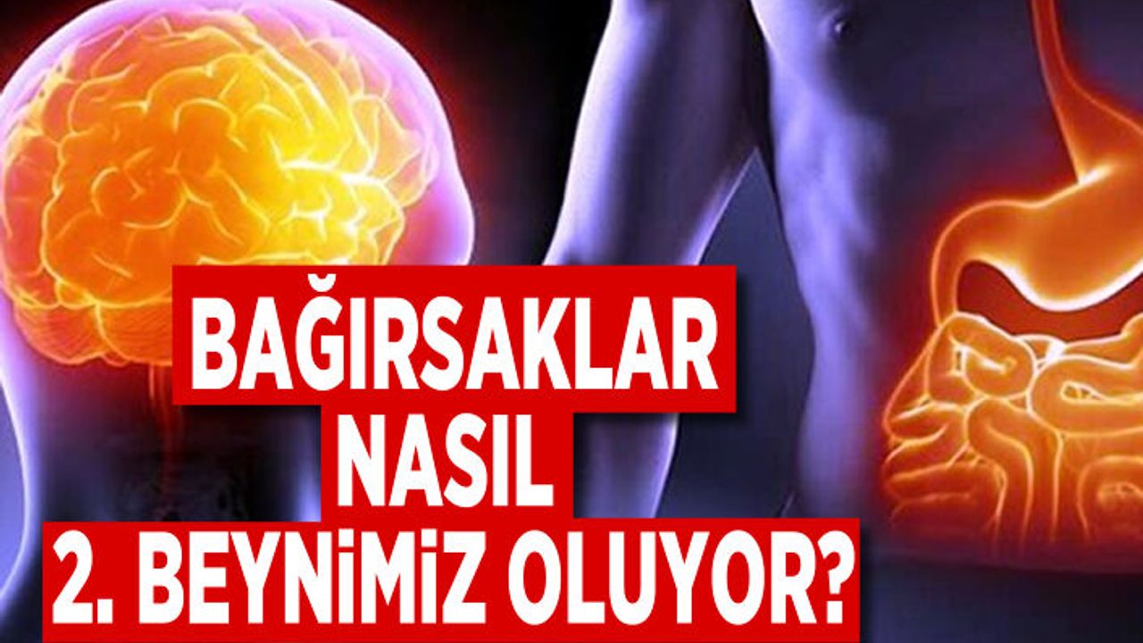 Bağırsaklar nasıl 2.beynimiz oluyor? İşte cevabı...