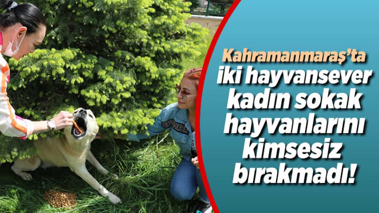 Kahramanmaraş'ta iki hayvansever kadın sokak hayvanlarını kimsesiz bırakmadı!