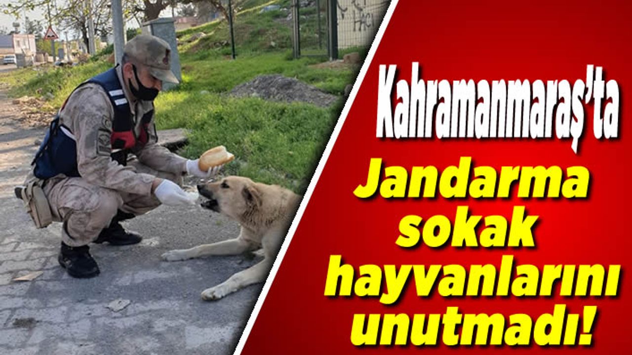 Kahramanmaraş'ta jandarma sokak hayvanlarını unutmadı!