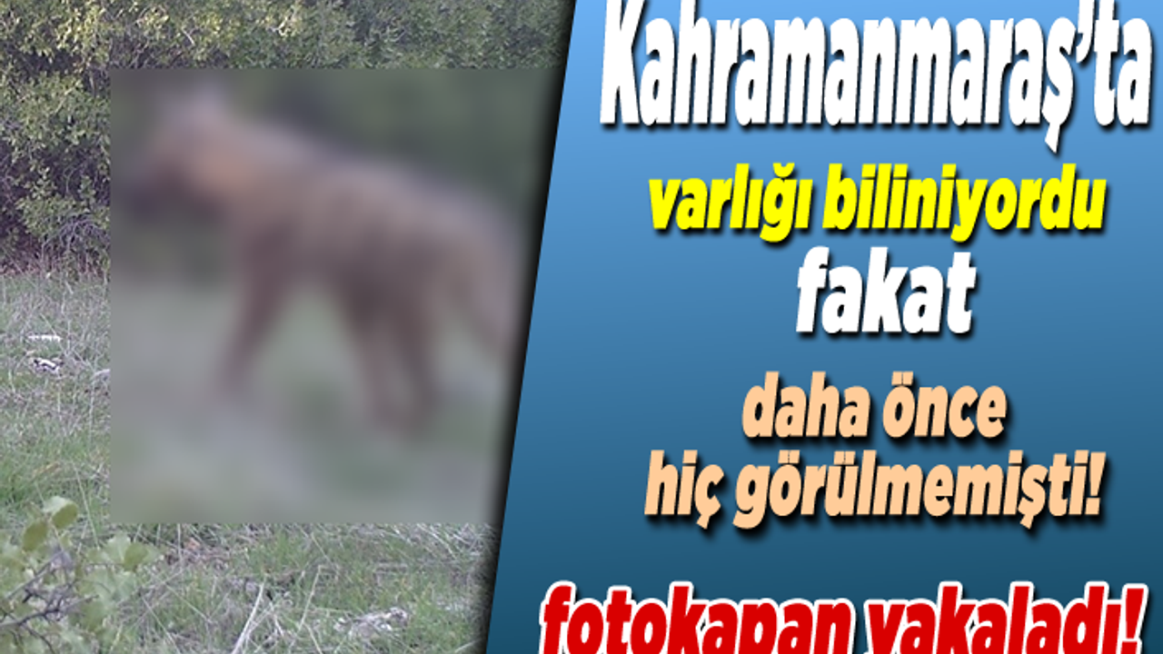 Kahramanmaraş'ta varlığı biliniyordu, fakat daha önce hiç görülmemişti!