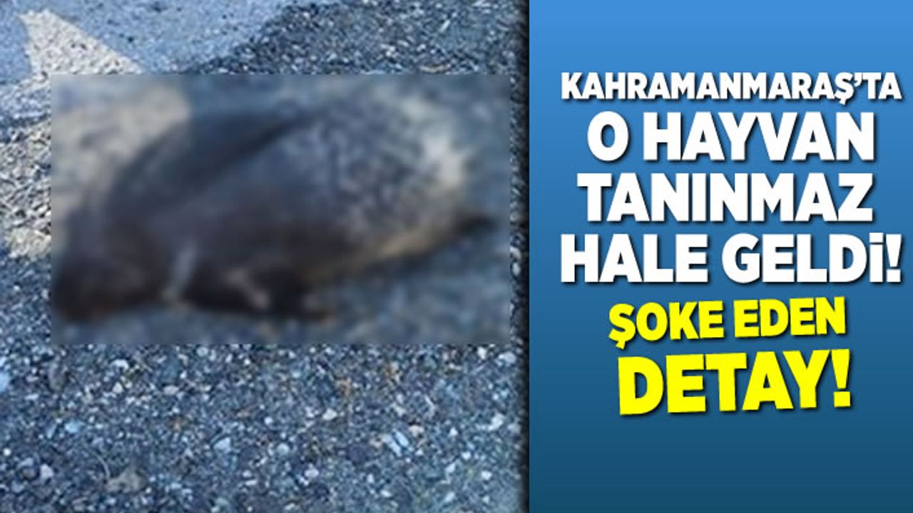 Kahramanmaraş'ta o hayvan tanınmaz hale geldi! şoke eden detay!