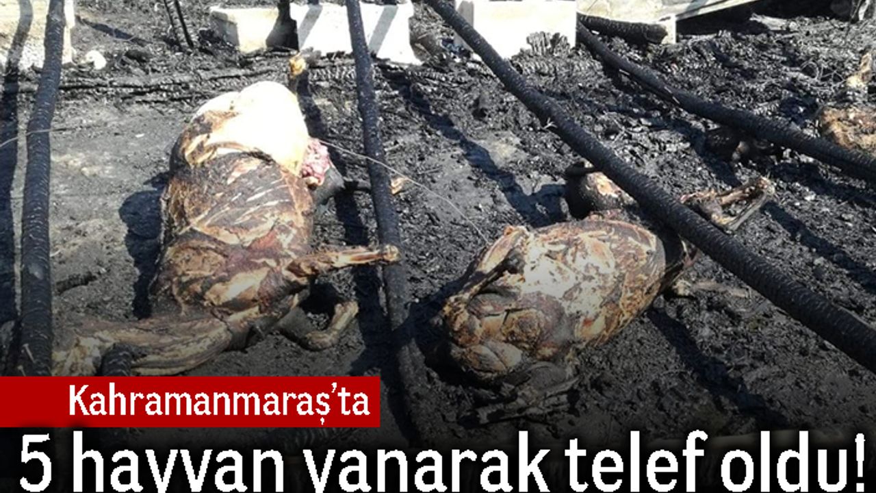 Kahramanmaraş'ta 5 hayvan yanarak telef oldu!
