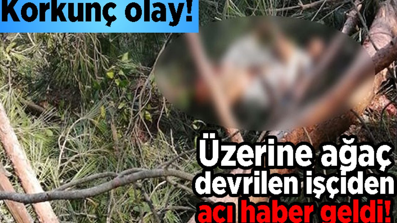 Korkunç olay! Üzerine ağaç devrilen işçiden acı haber geldi