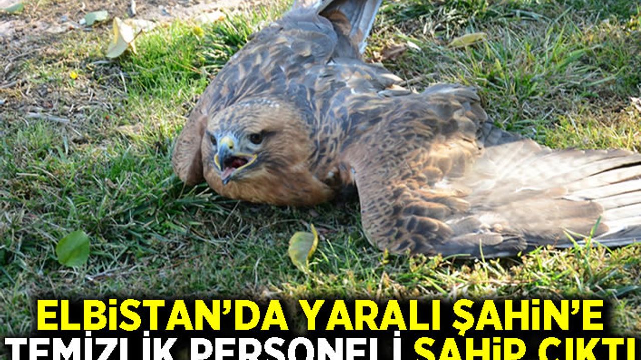 Elbistan'da yaralı şahine temizlik personeli sahip çıktı