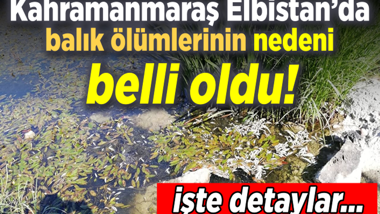 Kahramanmaraş Elbistan’da balık ölümlerinin nedeni belli oldu!