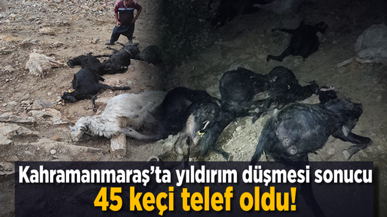 Kahramanmaraş´ta yıldırım düşmesi sonucu 45 keçi telef oldu!