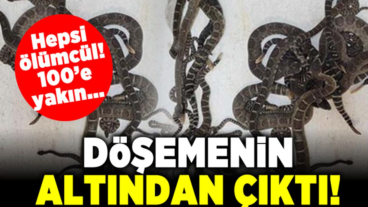 Hepsi ölümcül! 100'e yakın... Döşeminin altından çıktı!