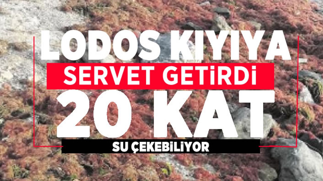 Lodos Marmara'nın kırmızı alglerini karaya vurdu