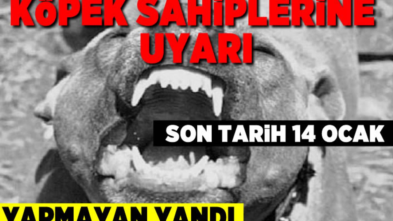 Saldırgan köpek ırklarına sahip olanlar dikkat