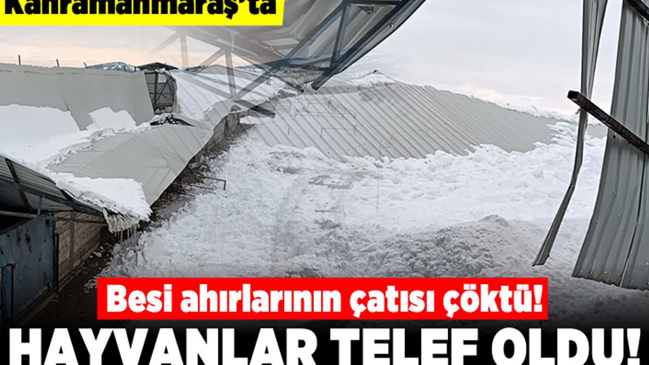 Kahramanmaraş'ta besi ahırlarının çatısı çöktü! Hayvanlar telef oldu!