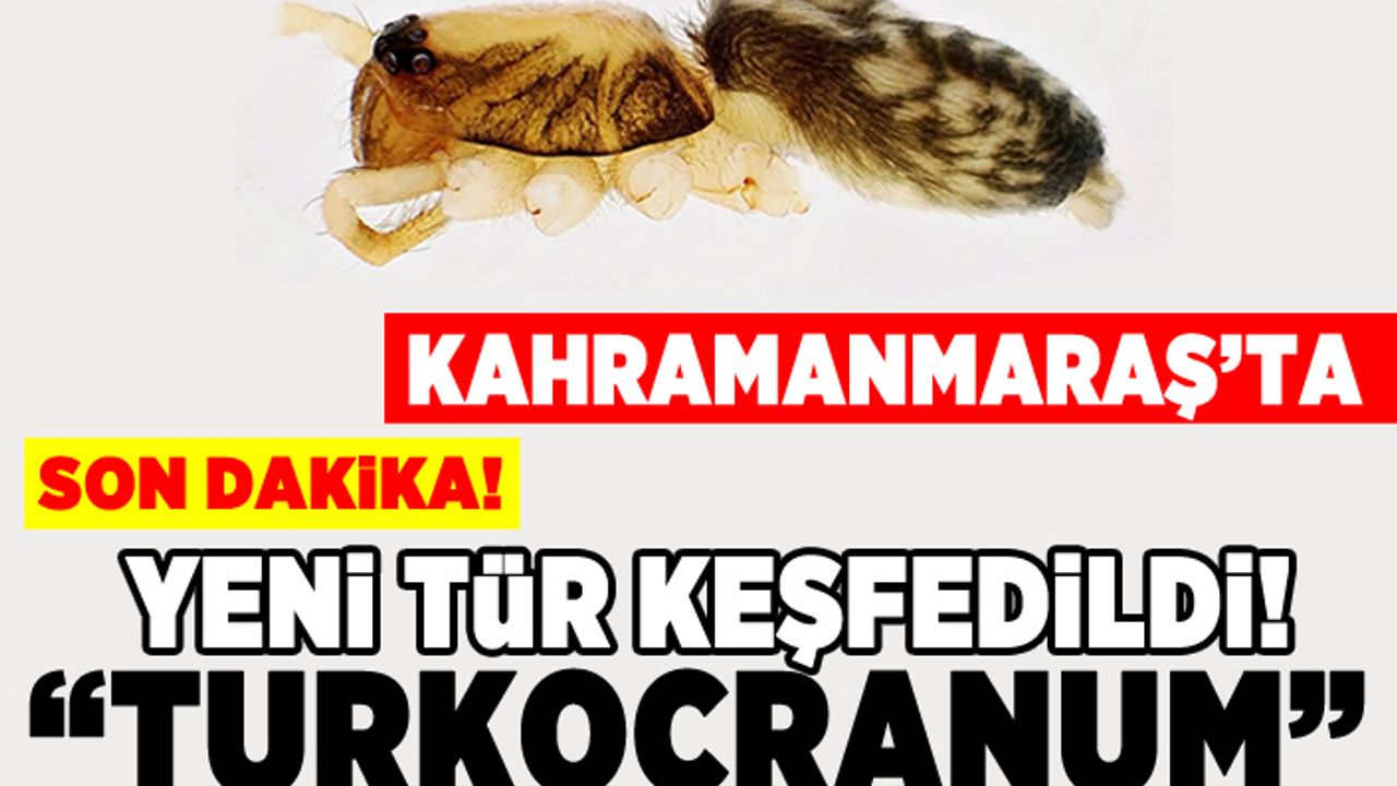 Kahramanmaraş'ta yeni tür keşfedildi! "Turkocranum"