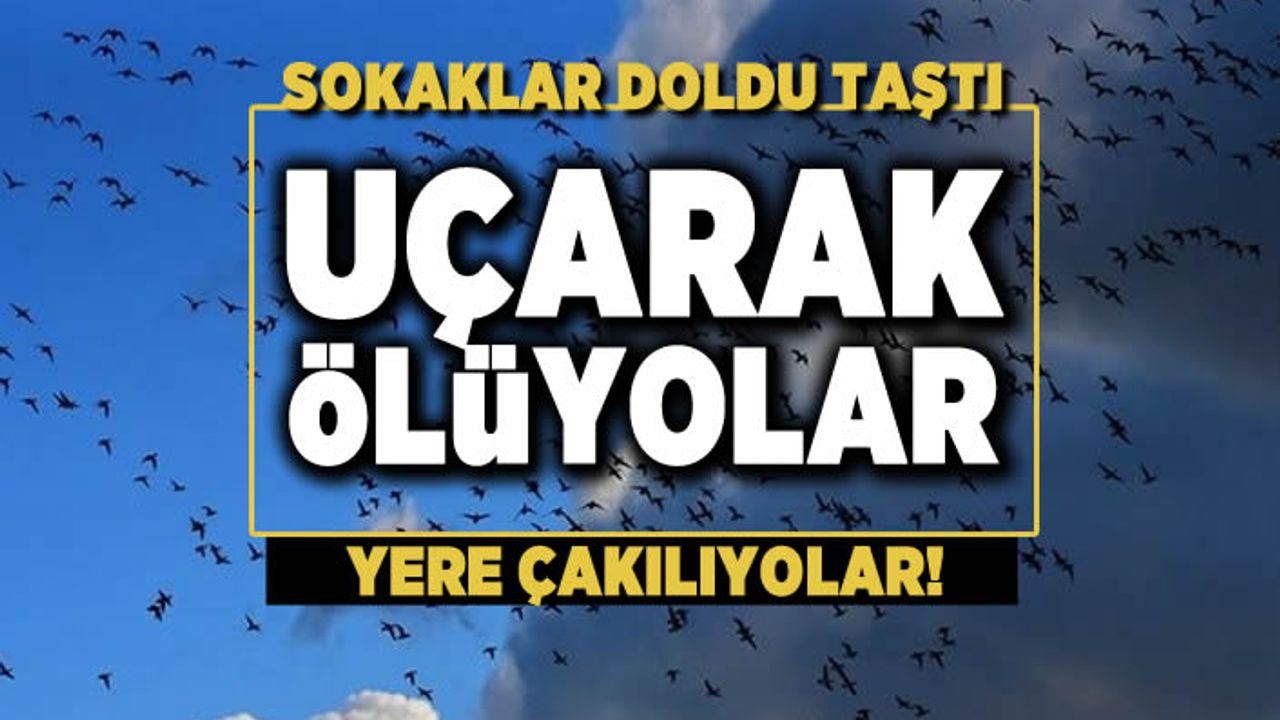 Kuşlar havada öldü ve cansız bedenleri sokakları doldurdu!