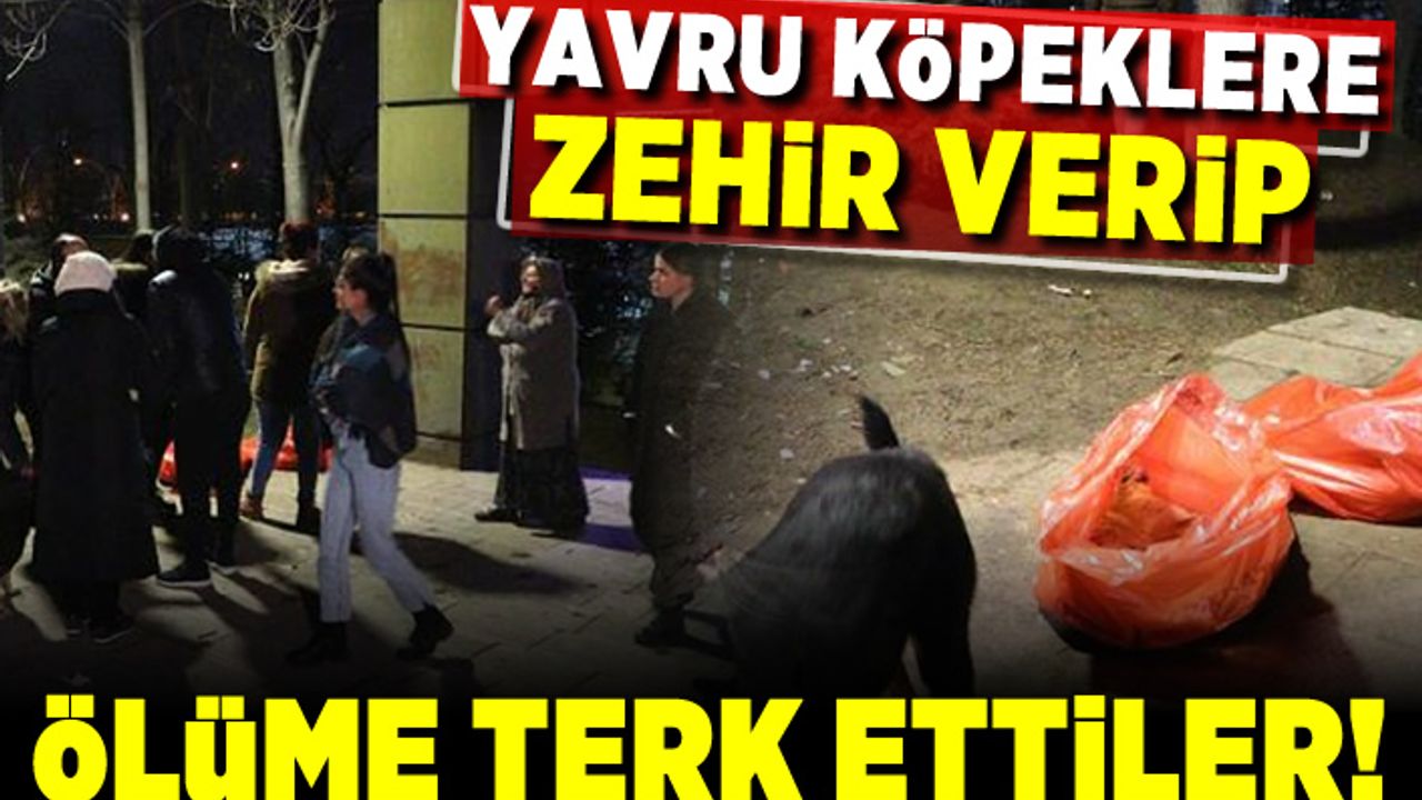 Yavru köpeklere zehir verip ölüme terk ettiler!