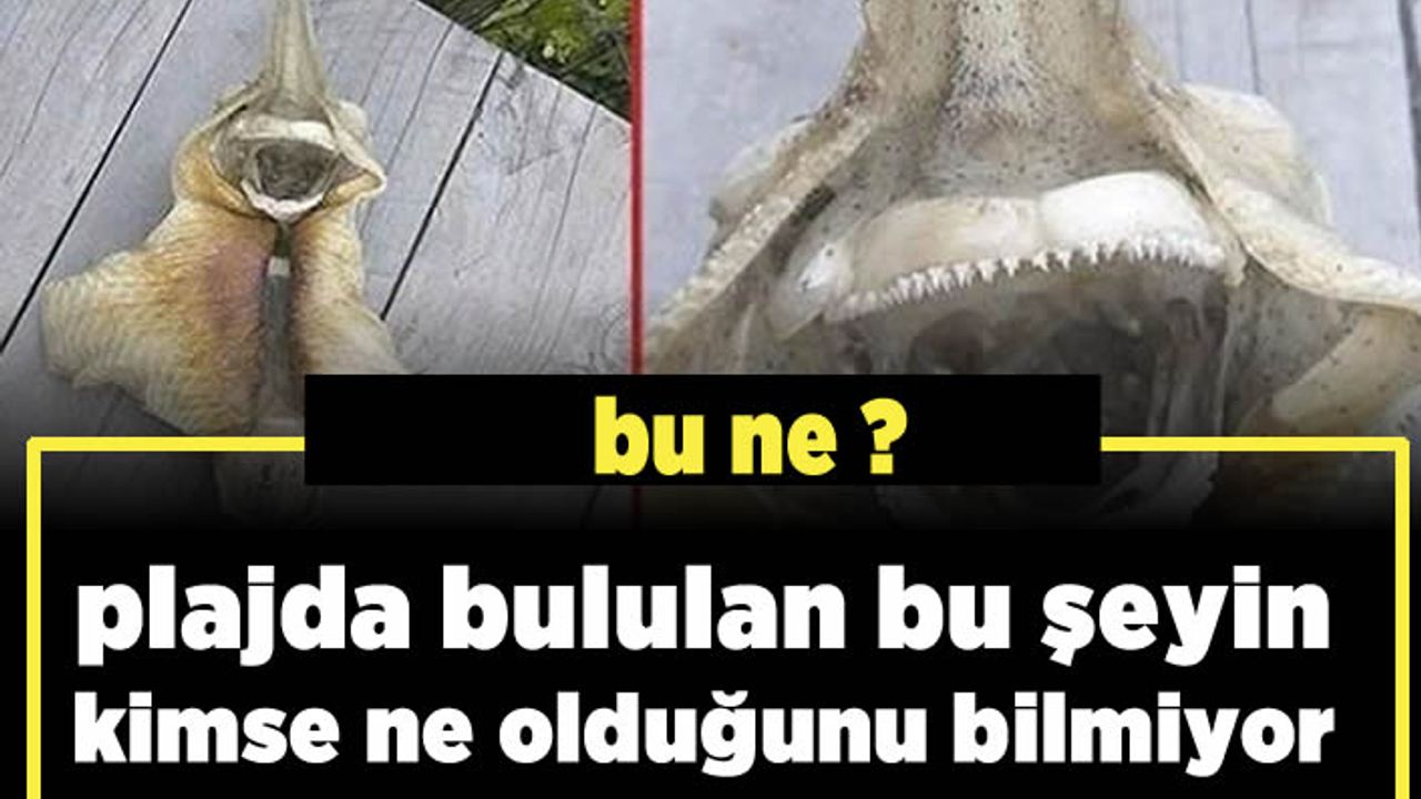 Bu gizemli yaratığın ne tür bir canlı olduğunu kimse bilmiyor!