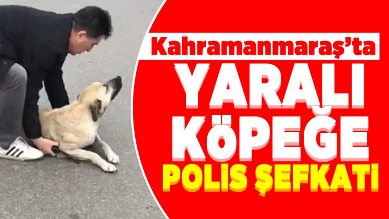 Kahramanmaraş'ta yaralı köpeğe polis şefkati!