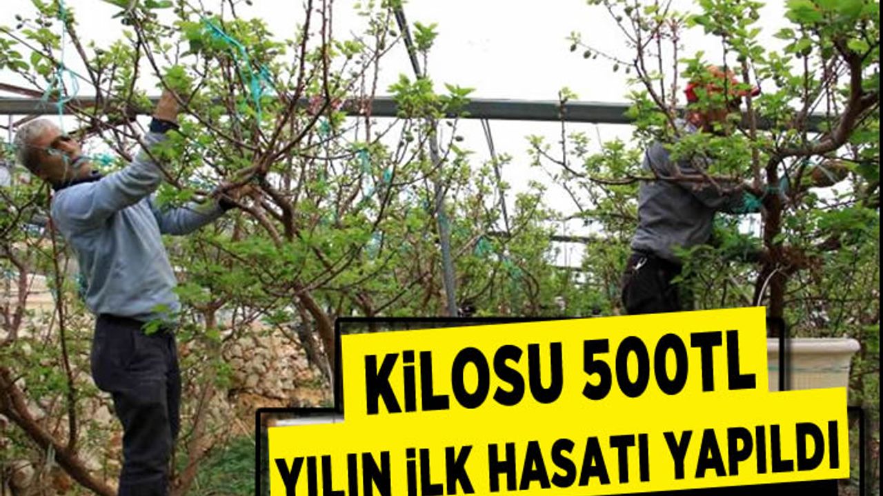 Mersin'de sezonun ilk çağla hasadı gerçekleşti, kilosu 500 TL'den alıcı buldu