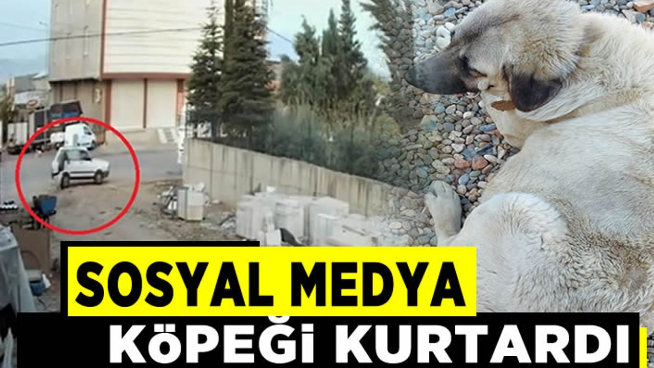 Sosyal medyadaki tepkiler üzerine çalınan köpek bulundu