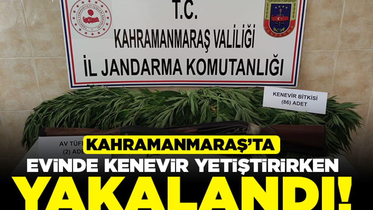 Kahramanmaraş'ta evinde kenevir yetiştirirken yakalandı!