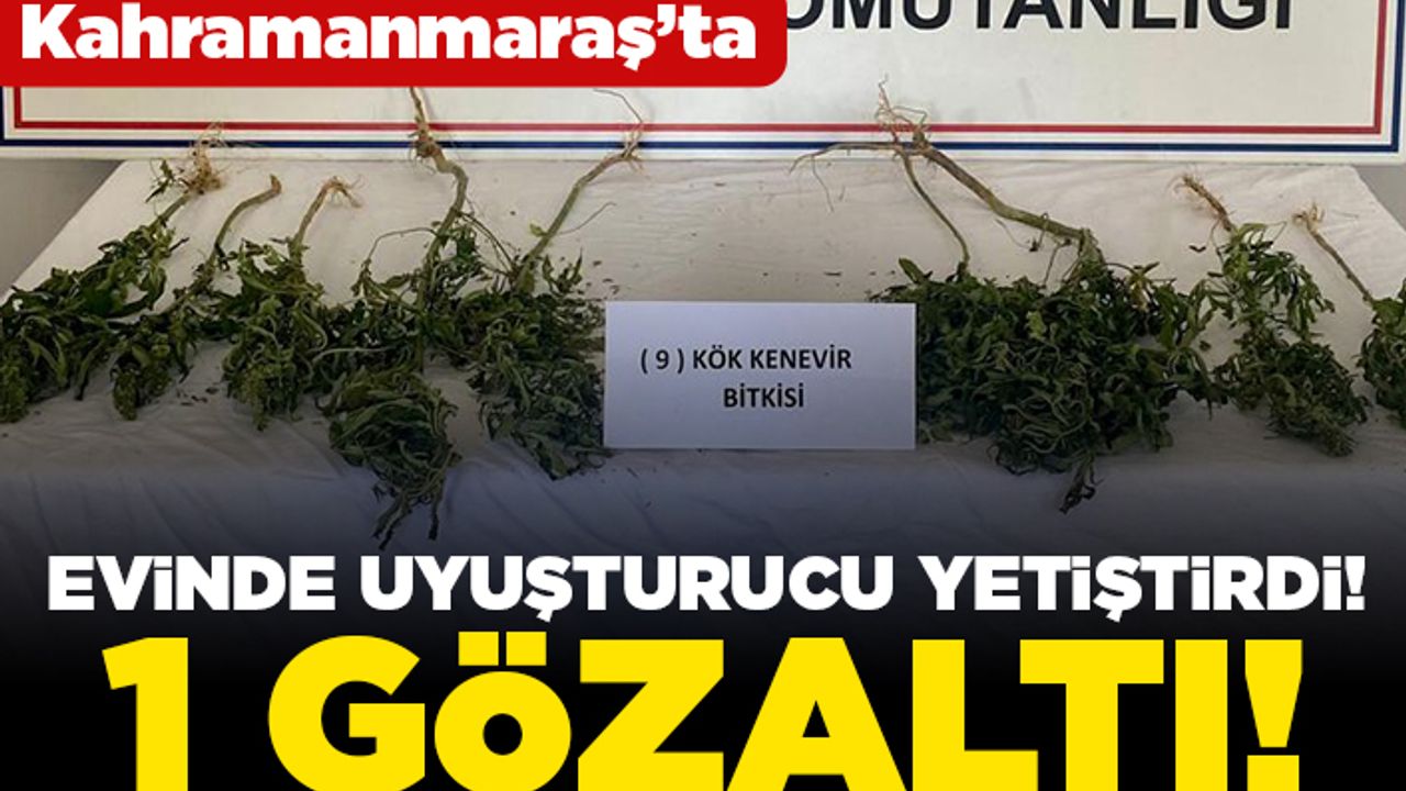 Kahramanmaraş'ta Evinde uyuşturucu yetiştirdi! 1 gözaltı!