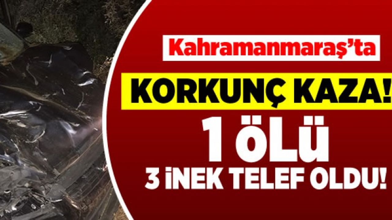 Kahramanmaraş'ta korkunç kaza! 1 ölü! 3 inek telef oldu!
