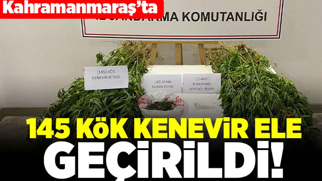 Kahramanmaraş'ta 145 kök kenevir ele geçirildi!
