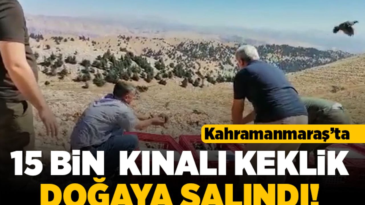 Kahramanmaraş'ta 15 bin kınalı keklik doğaya salındı!
