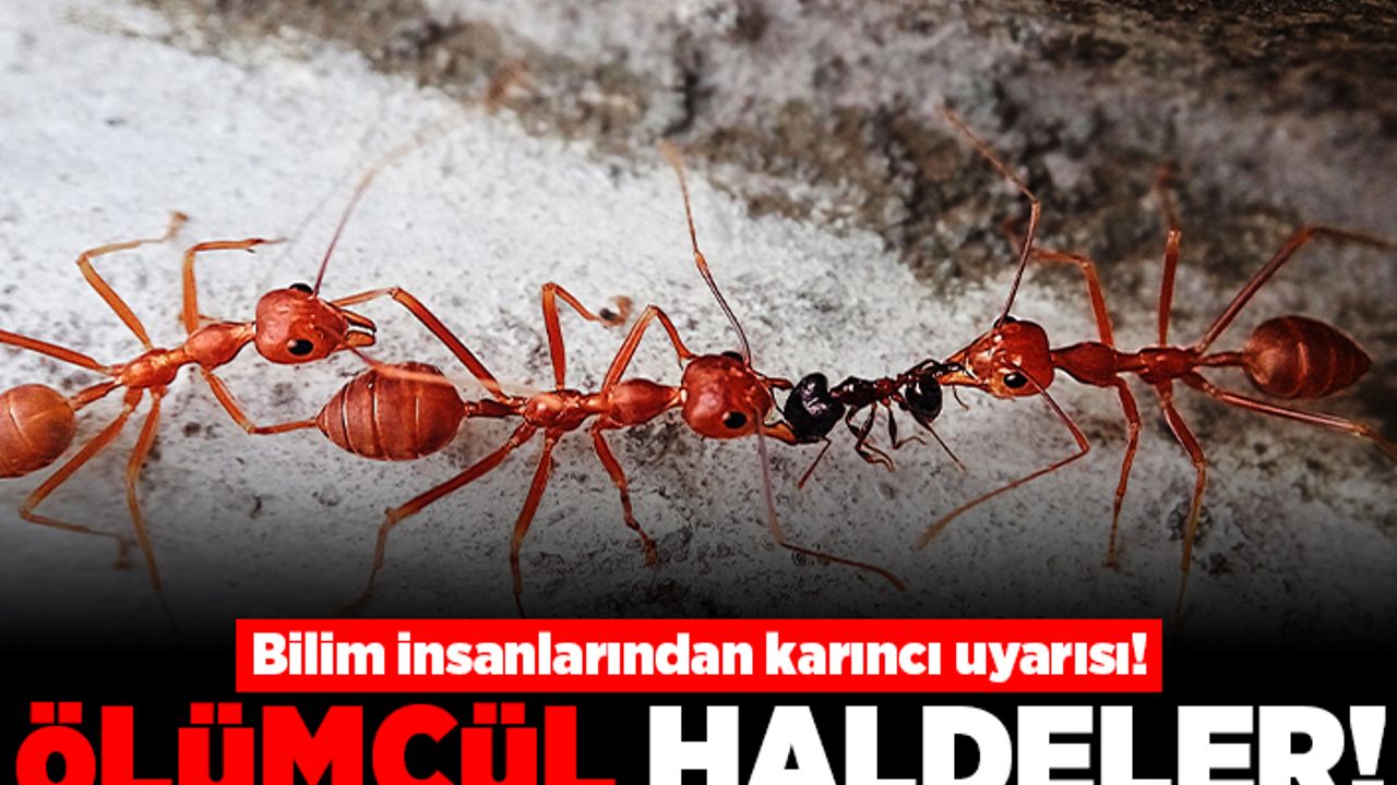 Bilim insanlarından karınca uyarısı! Ölümcül haldeler!