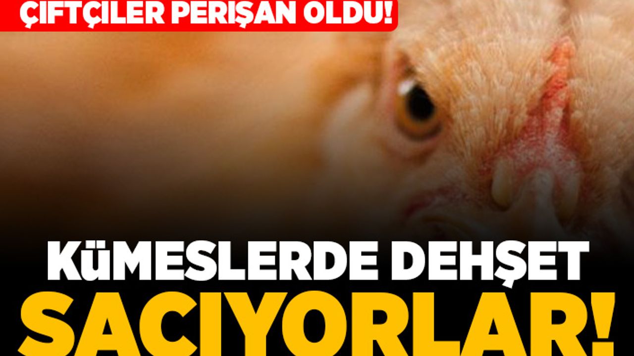 Çiftçiler perişan oldu! Kümeslerde dehşet saçıyorlar!