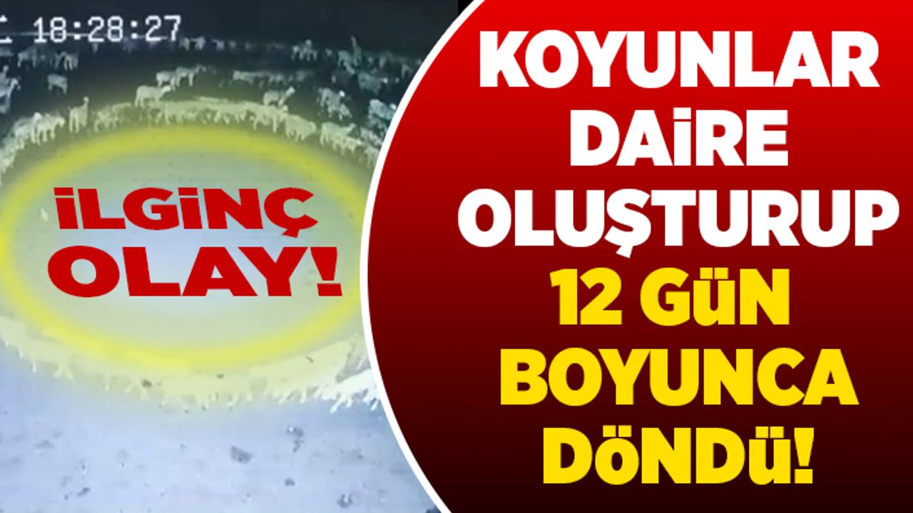 Koyunlar daire oluşturup 12 gün boyunca döndü! İlginç olay!