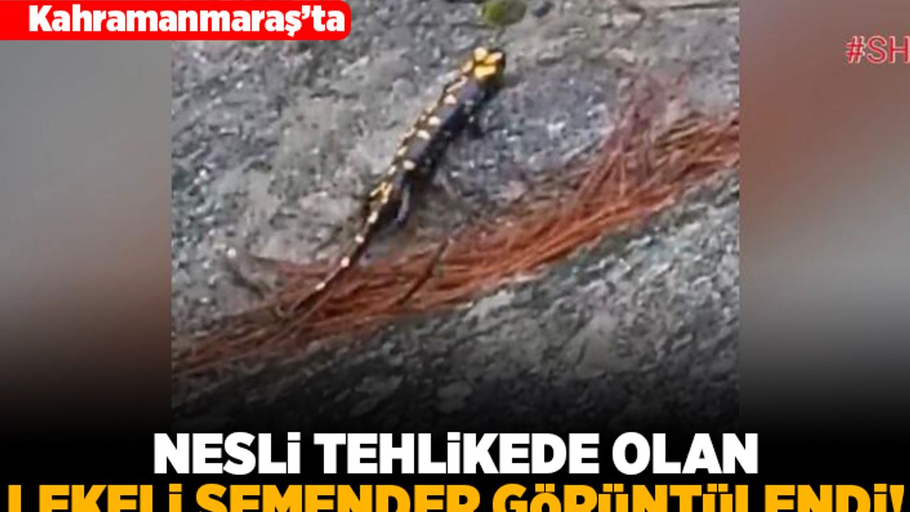 Kahramanmaraş'ta nesli tehlikede olan lekeli semender görüntülendi!