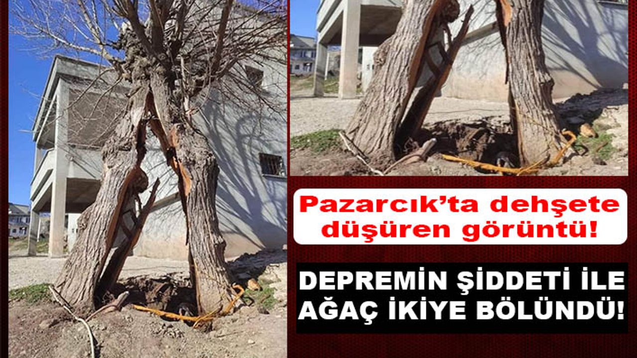 Pazarcık’ta deprem sonrası ağaç ikiye bölündü
