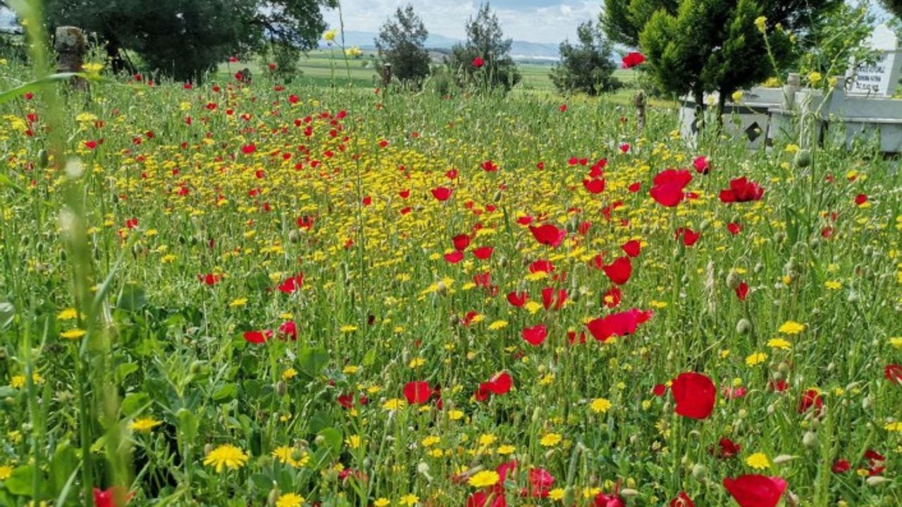 Kahramanmaraş’ta sümbül ve gelincik çiçekleri moral verdi 