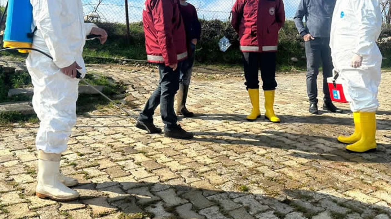 Kahramanmaraş'ta deprem felaketi sonrası şap hastalığı tehlikesi