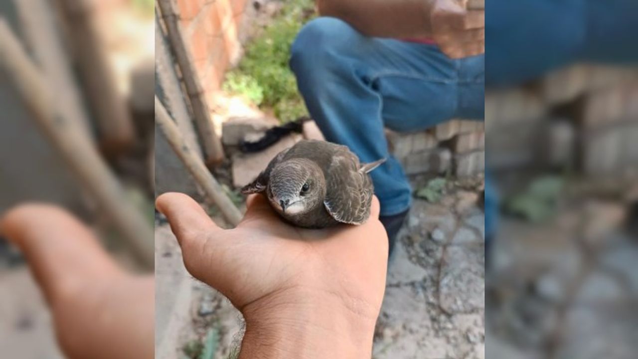 Kahramanmaraş'ta yaralı ebabil kuşuna vatandaş sahip çıktı!