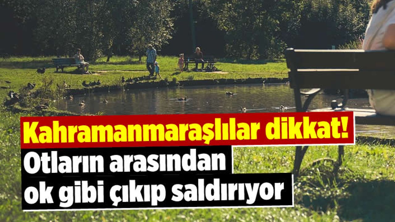Kahramanmaraşlılar dikkat! Otların arasından ok gibi çıkıp saldırıyor