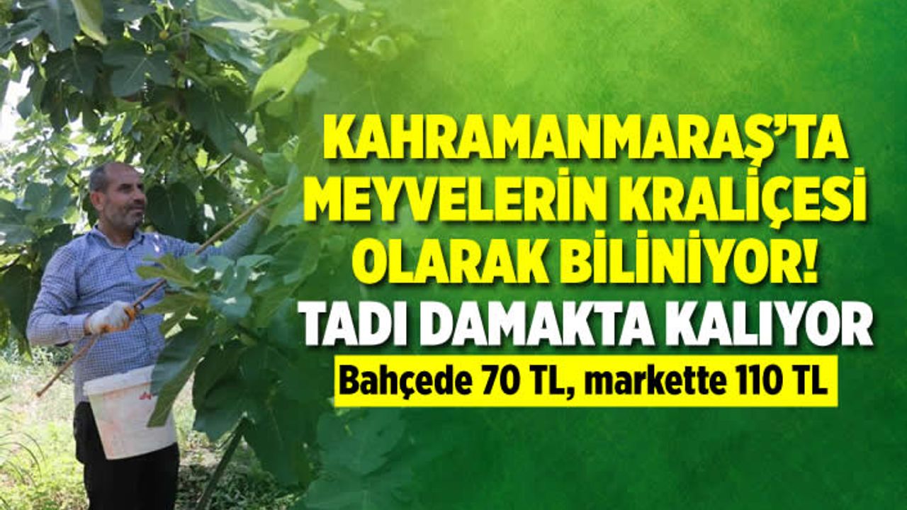 Kahramanmaraş'ta meyvelerin kraliçesi olarak biliniyor! Tadı damakta kalıyor