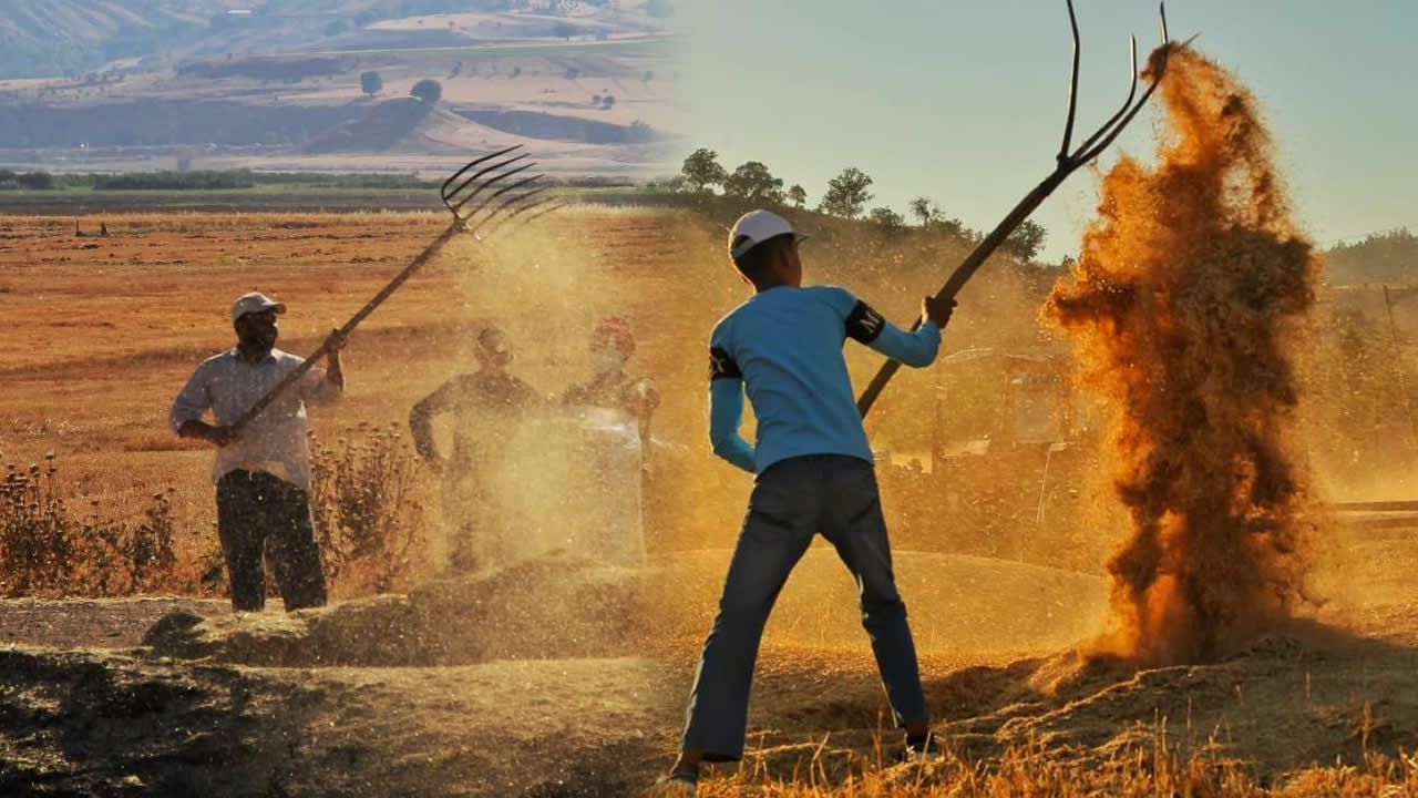Kahramanmaraş'ta güneş altında zorlu çalışma: Çiftçiler buğday hasadında