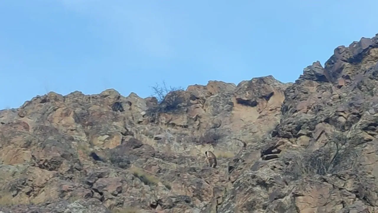 Doğanın cambazları: Erzurum'da yüksek kayalıklarda zıplarken görüntülendiler!