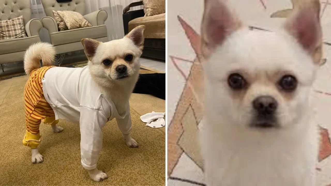 Kahramanmaraş'ta kayıp köpeğini bulana para ödülü verecek