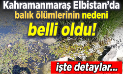 Kahramanmaraş Elbistan’da balık ölümlerinin nedeni belli oldu!