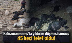 Kahramanmaraş´ta yıldırım düşmesi sonucu 45 keçi telef oldu!