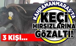 Kahramanmaraş'ta keçi hırsızlarına gözaltı! 3 kişi...