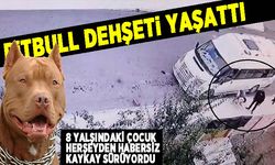 pitbull dehşeti! 8 yaşındaki çocuğu kaykay sürerken yakaladı! Saniye saniye o anlar...