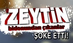 Zeytin bidonundan çıkanlar şoke etti!