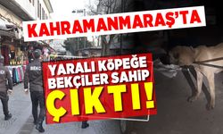 Kahramanmaraş'ta Yaralı köpeğe bekçiler sahip çıktı!