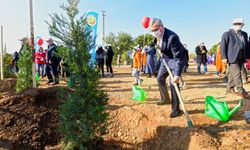 Yedikuyular Bölgesi Ağaçlandırılacak