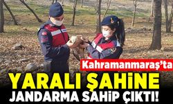 Kahramanmaraş'ta yaralı şahine jandarma sahip çıktı!